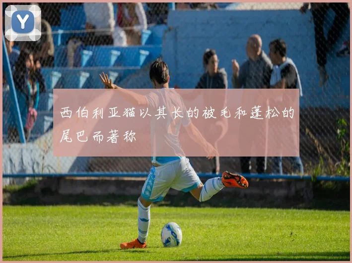 西伯利亚猫以其长的被毛和蓬松的尾巴而著称